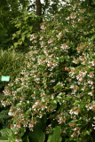 Linnaea x grandiflora RCP8-2013 035.JPG